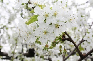 01a スモモの花.jpg