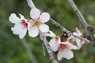 02a アーモンドの花.jpg