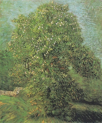 03 Horse Chestnut Tree in Blossom.jpg