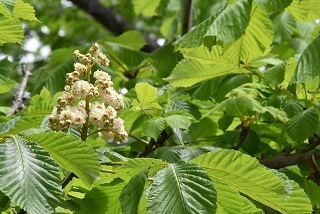 03a マロニエ（花）.jpg