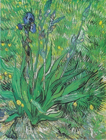 10 Irises.jpg