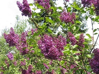 11a ライラックの花.jpg