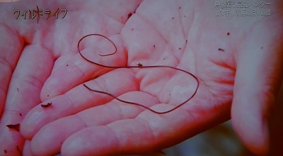 BSP - ハリガネムシ１.jpg