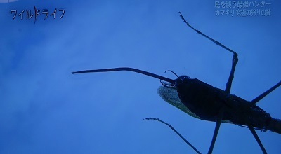 BSP - ハリガネムシ２.jpg