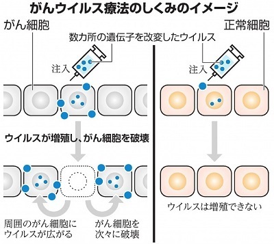 がんのウイルス療法.jpg