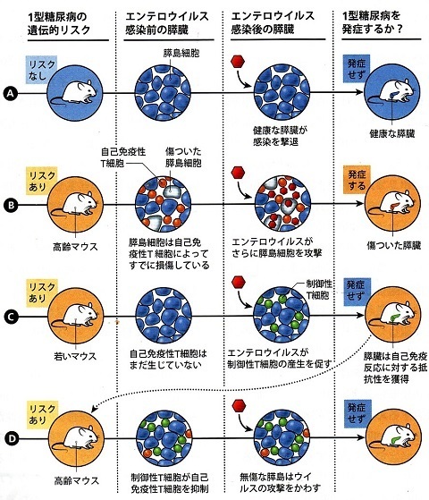 エンテロウイルスと糖尿病.jpg