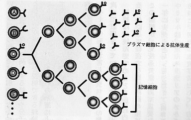クローン選択説.jpg