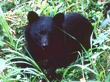 ツキノワグマ（福井県）.jpg