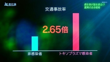トキソプラズマ３ - 交通事故.jpg