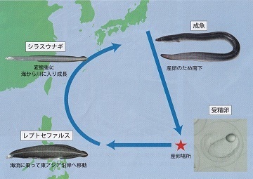 ニホンウナギの生活史.jpg