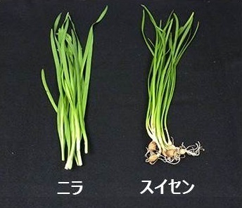 ニラとスイセン.jpg