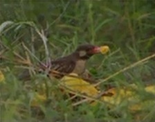 ランガム教授の講演-4.jpg