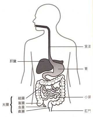 人の消化管.jpg
