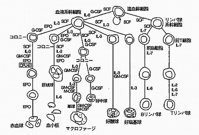 免疫・造血系細胞の発生.jpg