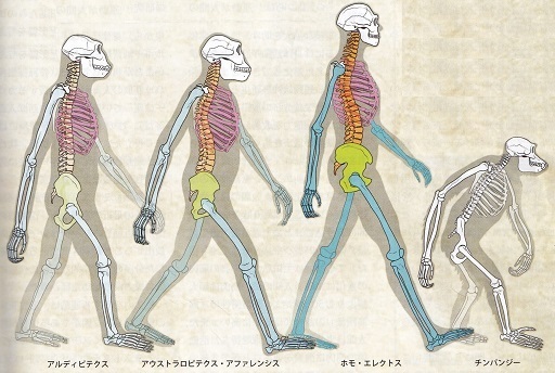 動くことに適応した体.jpg