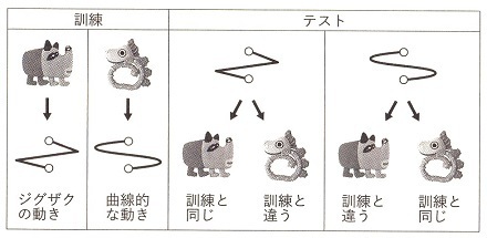 図４：乳児の対称性推論の実験.jpg