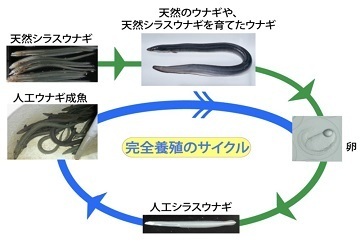 完全養殖のサイクル.jpg