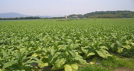 宮崎市のタバコ畑.jpg