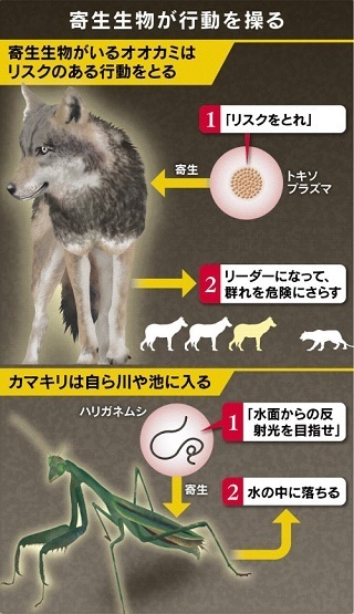 寄生生物が行動を操る.jpg