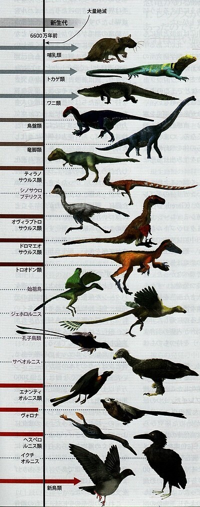 恐竜から鳥への進化.jpg