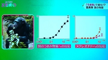 旨味受容体・チンパンジー.jpg