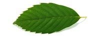 樫3 - アラカシ.jpg