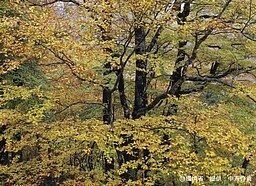白神山地のブナ.jpg