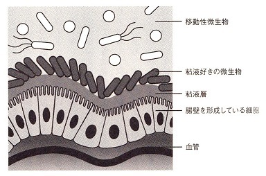 腸壁の構造.jpg