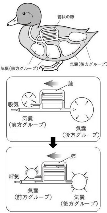 鳥類の肺.jpg