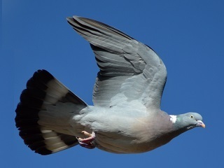 鳩（Wikimedia Commons）.jpg
