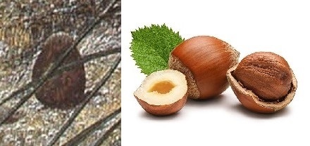 FFMS01d - Hazelnuts.jpg
