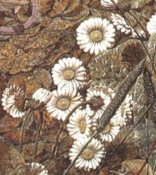 FFMS19a - Daisies.jpg