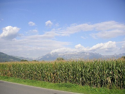 Field of maize in Liechtenstein - Wikipedia.jpg