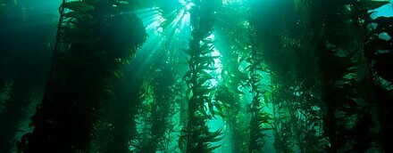Kelp Forest-1.jpg