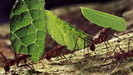 Leafcutter Ants-1.jpg
