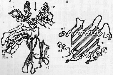 MHC（クラス１）分子の立体構造.jpg