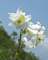 Madonna Lily.jpg