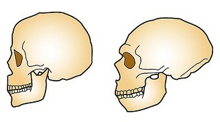 Neandertal vs Sapiens.jpg