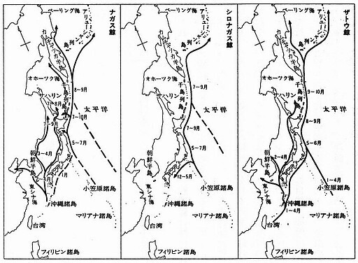 No.21-1 鯨の回遊路.jpg