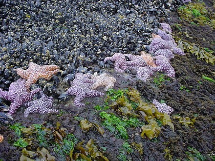 Pisaster_Predate_Mussels.jpg