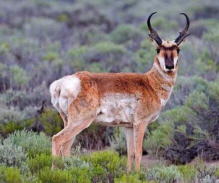 Pronghorn.jpg