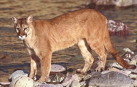 Puma.jpg