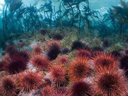 Sea Urchins and Kelp Forest.jpg