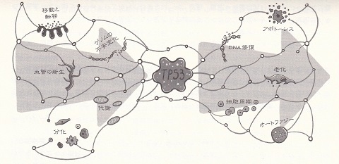 TP53を中心とした情報ネットワーク.jpg