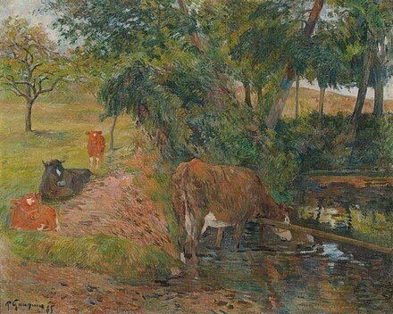 Vaches au repos.jpg